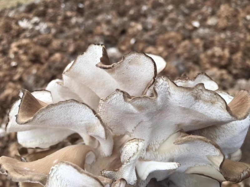 新鲜灰树花鲜舞茸栗蘑当天采摘当天发货农家种植