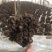 新鲜灰树花鲜舞茸栗蘑当天采摘当天发货农家种植