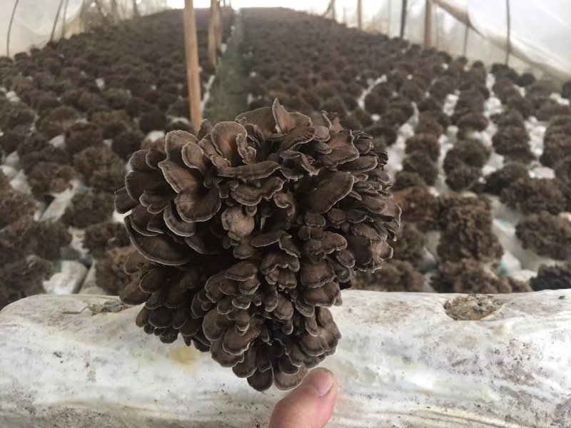 新鲜灰树花鲜舞茸栗蘑当天采摘当天发货农家种植