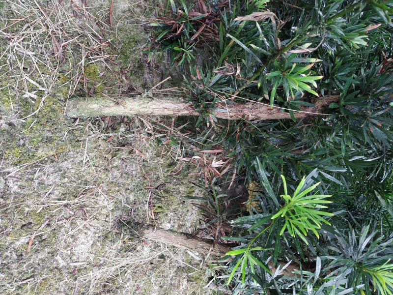 罗汉松苗