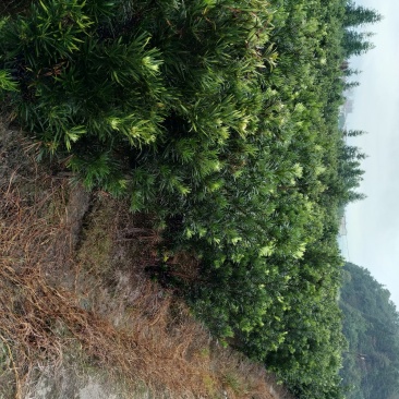 罗汉松苗