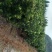 罗汉松苗