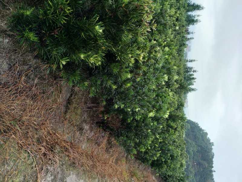 罗汉松苗
