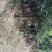 罗汉松苗