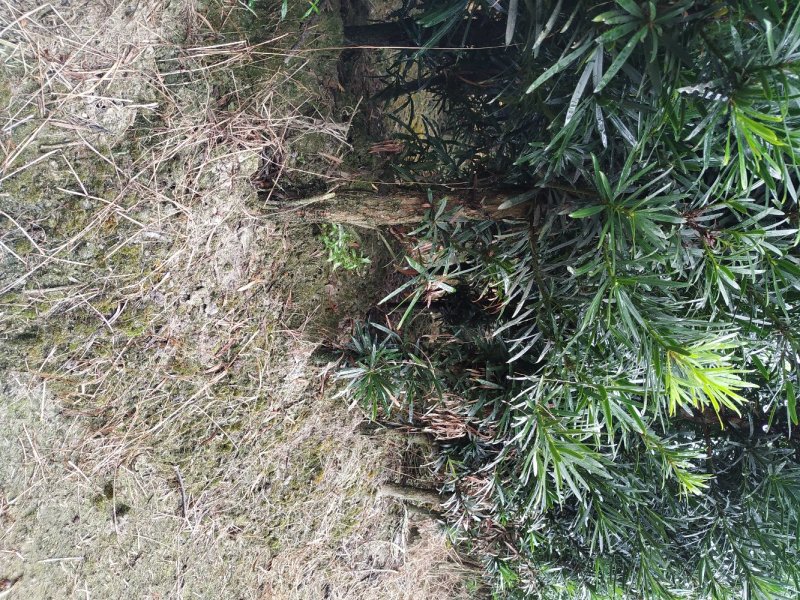 罗汉松苗
