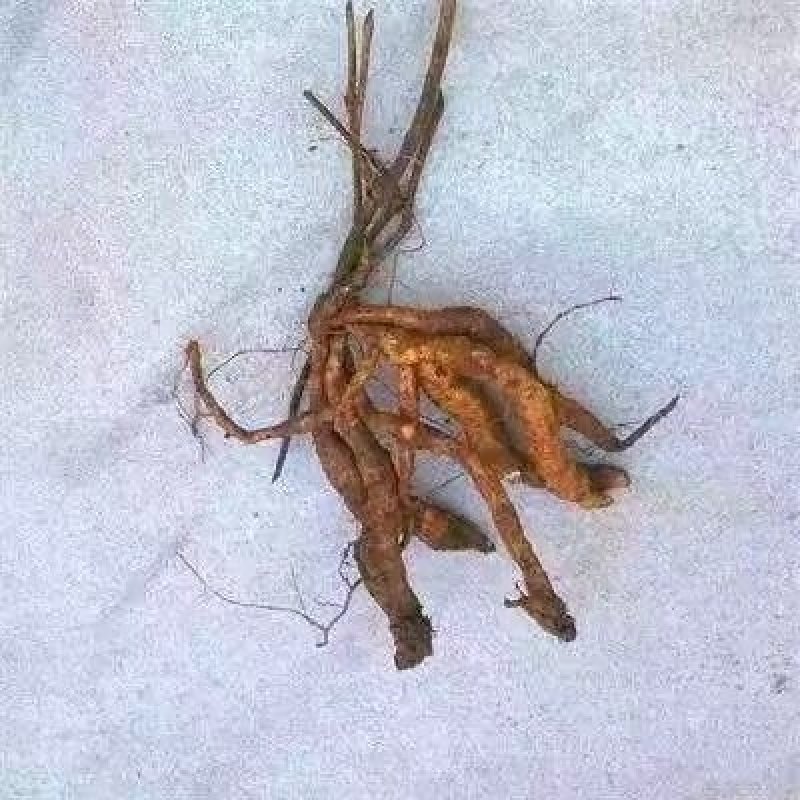 葛藤苗