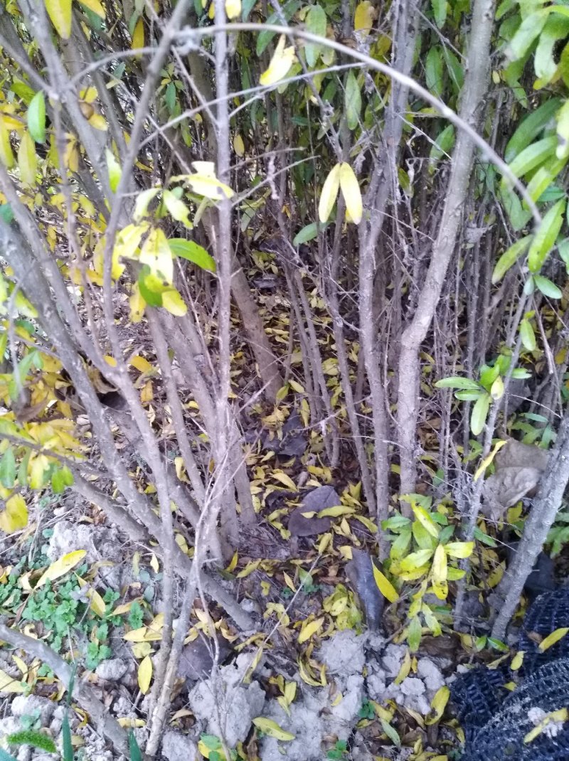 一年多次开花结果的盆栽月季石榴苗，3年生苗，当年开花结果