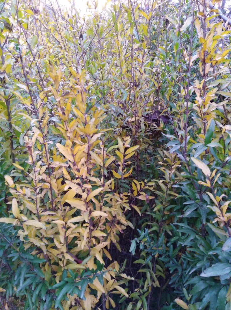 一年多次开花结果的盆栽月季石榴苗，3年生苗，当年开花结果