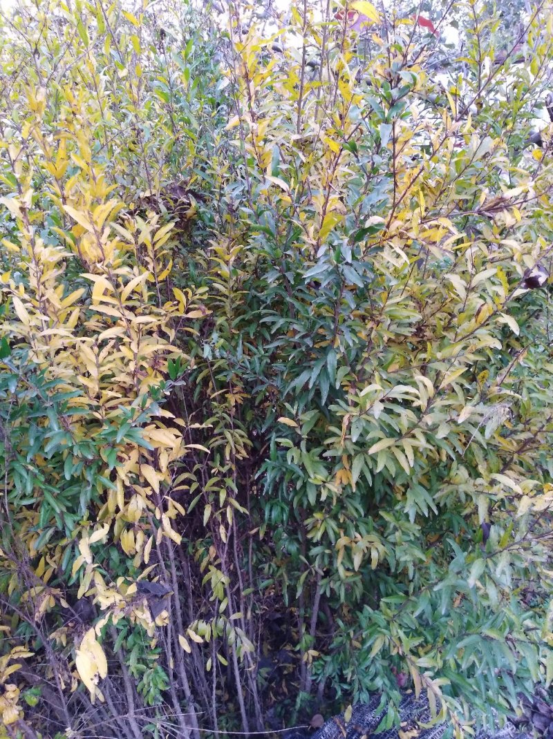 一年多次开花结果的盆栽月季石榴苗，3年生苗，当年开花结果