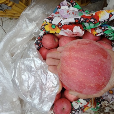 威海苹果汁多味甜