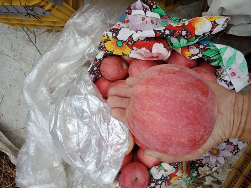 威海苹果汁多味甜