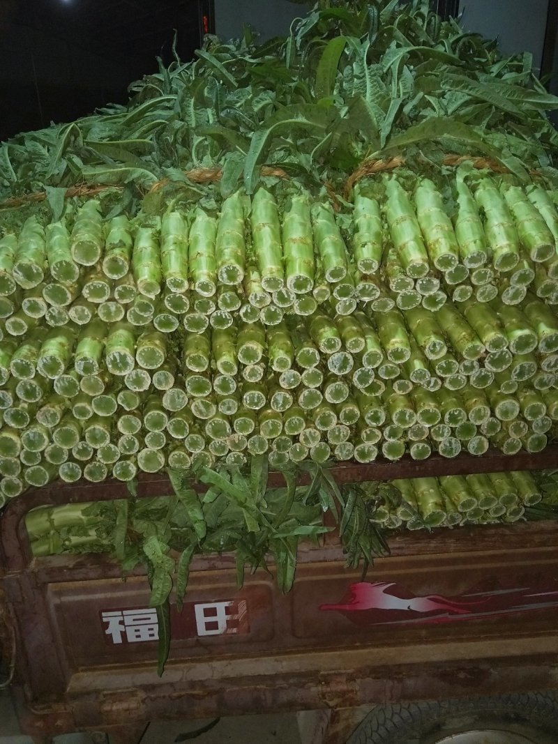 莴苣，紫叶香，三青