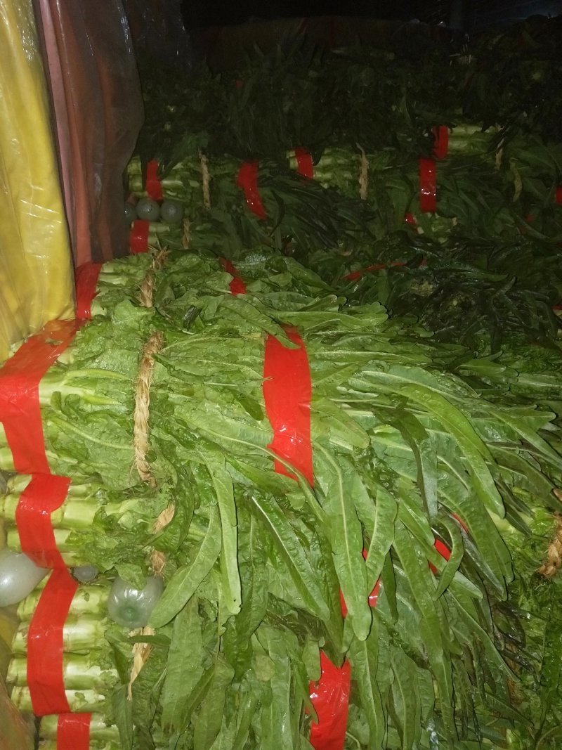 莴苣，紫叶香，三青