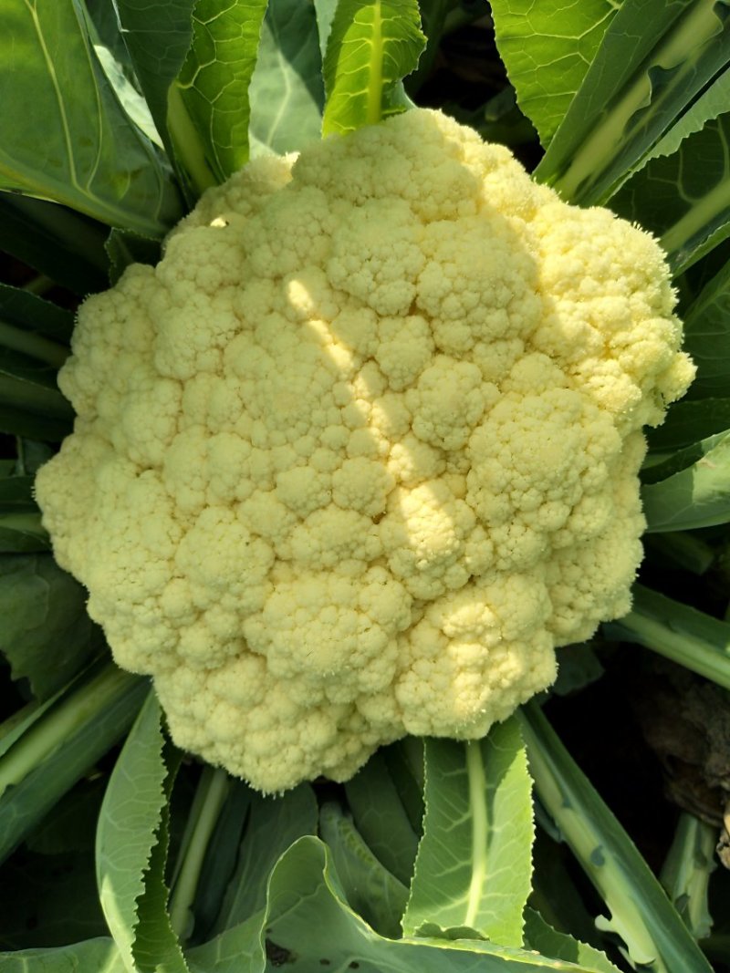 菜花