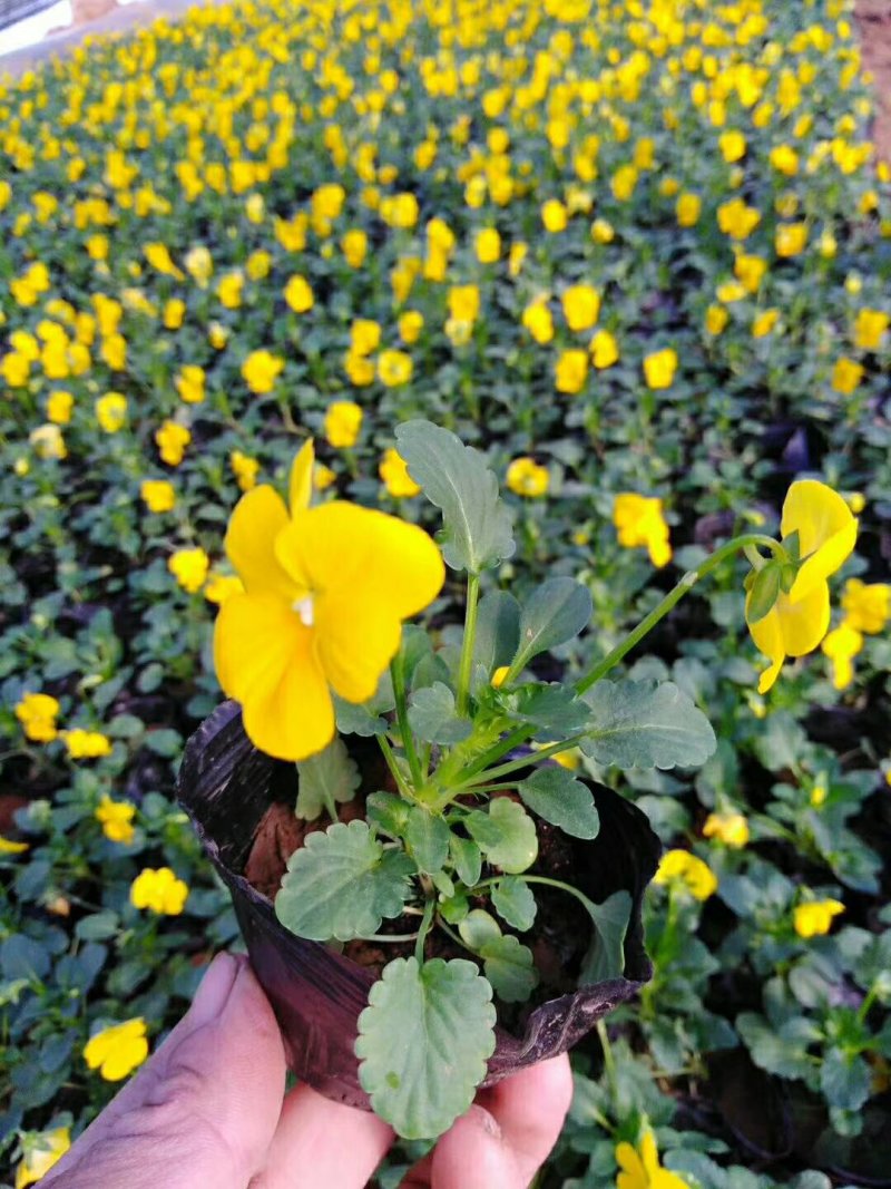 三色堇，角瑾，基地直销，常年供应各种绿化苗木