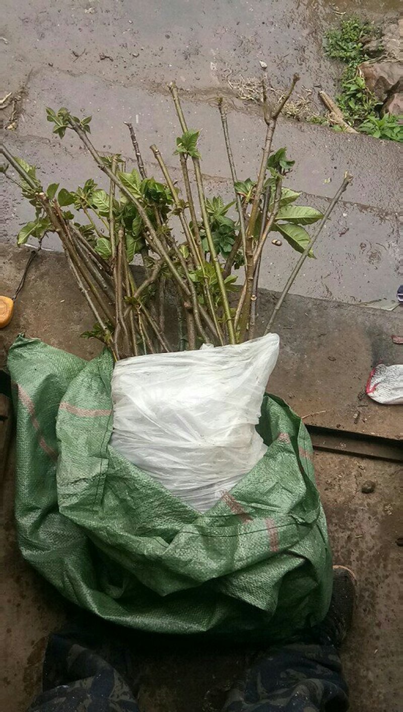 纯中花吴茱萸苗品种纯正高产货源充足价格美丽