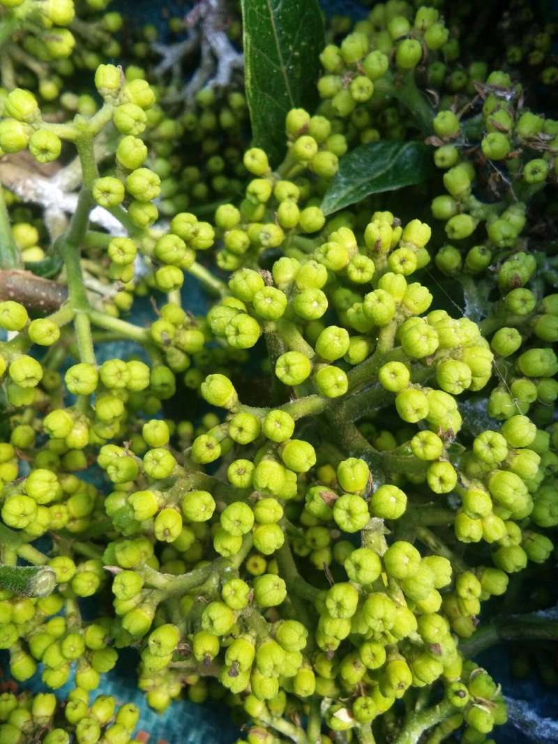 纯中花吴茱萸苗品种纯正高产货源充足价格美丽