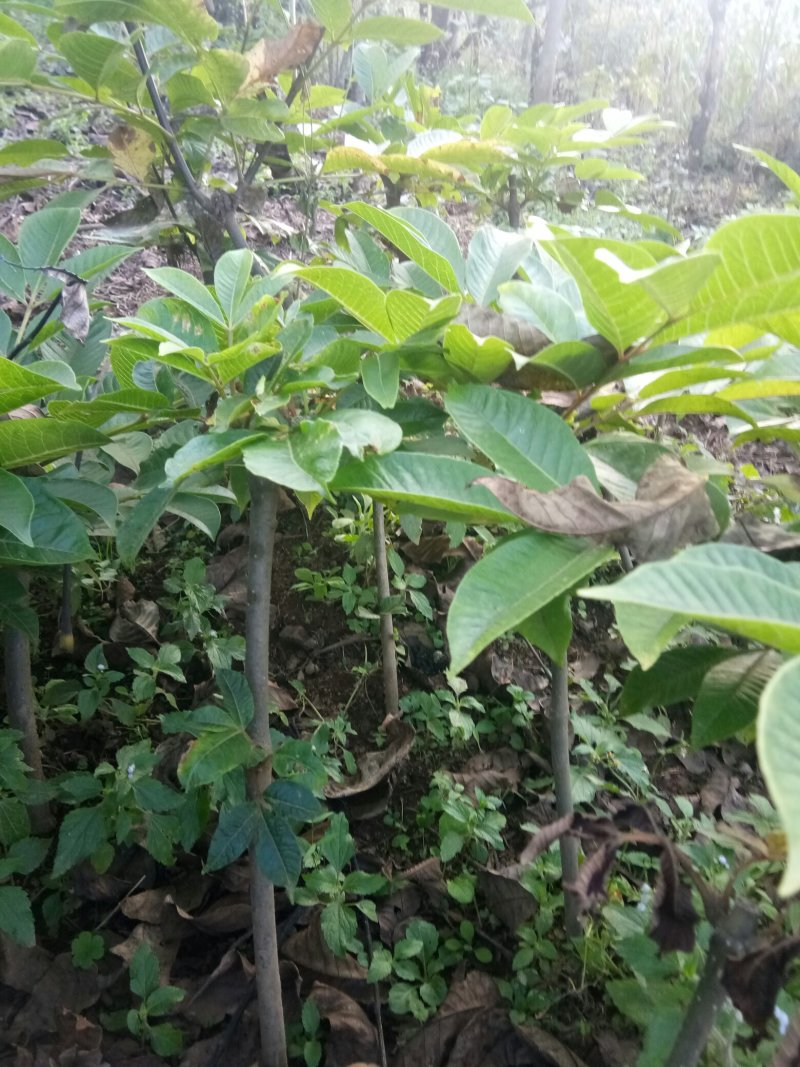 纯中花吴茱萸苗品种纯正高产货源充足价格美丽