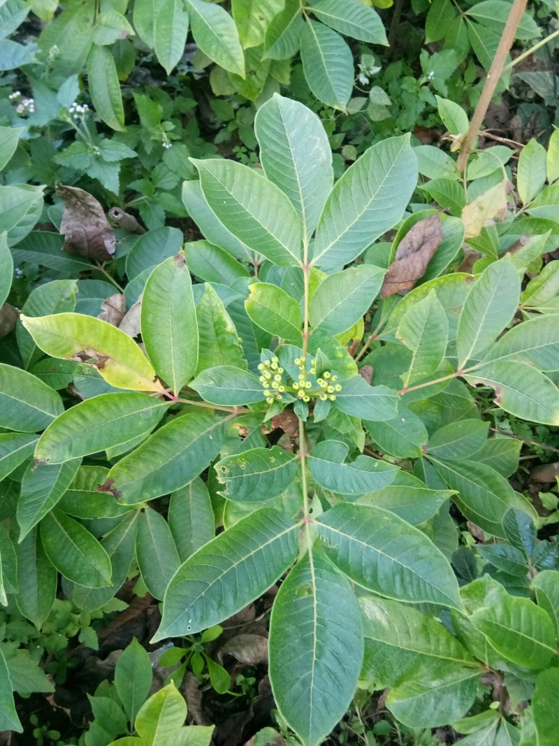 纯中花吴茱萸苗品种纯正高产货源充足价格美丽