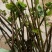 纯中花吴茱萸苗品种纯正高产货源充足价格美丽