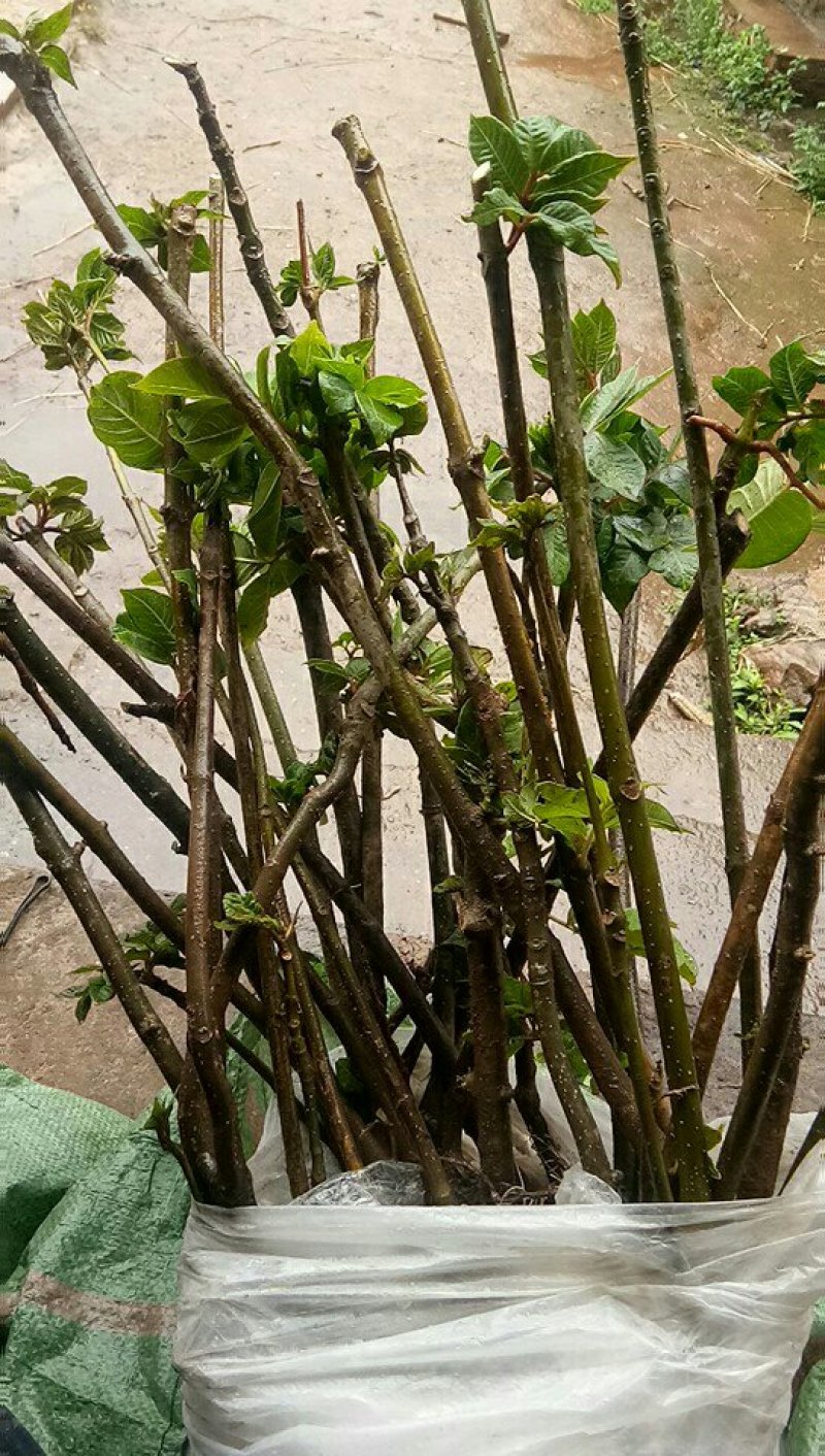 纯中花吴茱萸苗品种纯正高产货源充足价格美丽