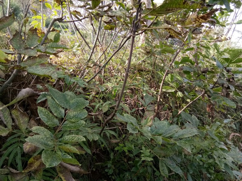 纯中花吴茱萸苗品种纯正高产货源充足价格美丽