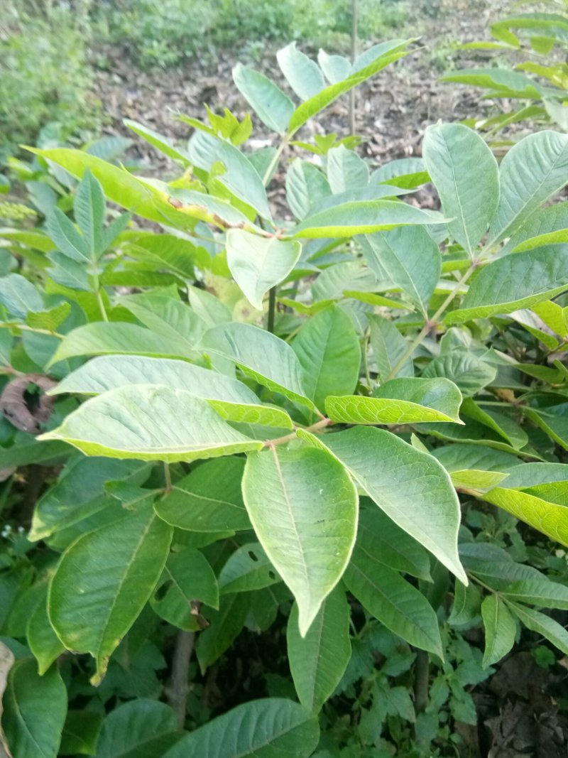 纯中花吴茱萸苗品种纯正高产货源充足价格美丽