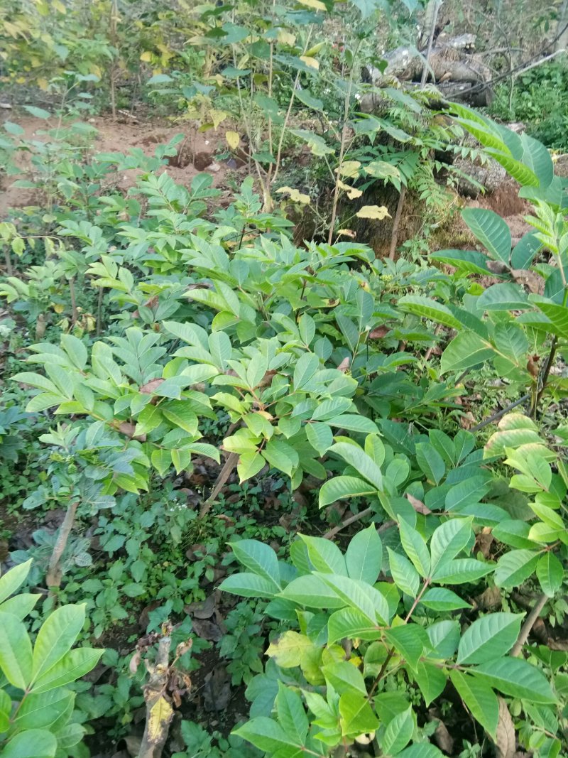 纯中花吴茱萸苗品种纯正高产货源充足价格美丽
