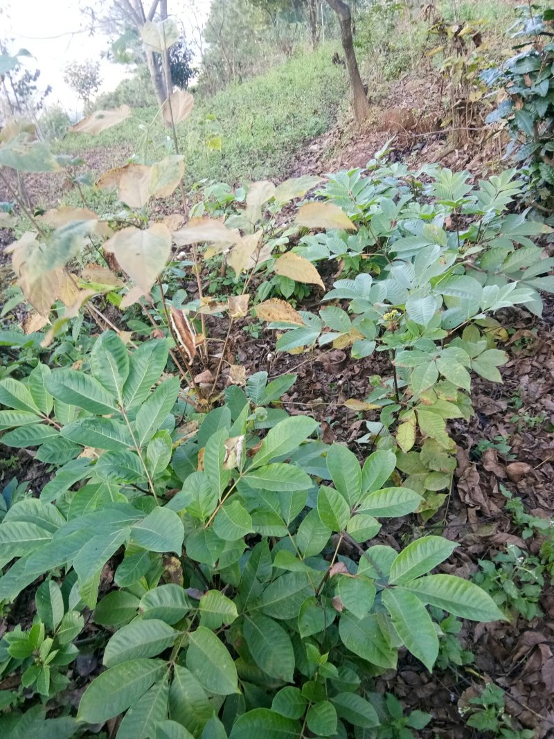 纯中花吴茱萸苗品种纯正高产货源充足价格美丽