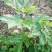 纯中花吴茱萸苗品种纯正高产货源充足价格美丽