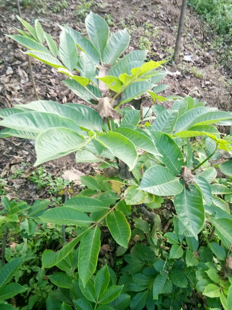 纯中花吴茱萸苗品种纯正高产货源充足价格美丽
