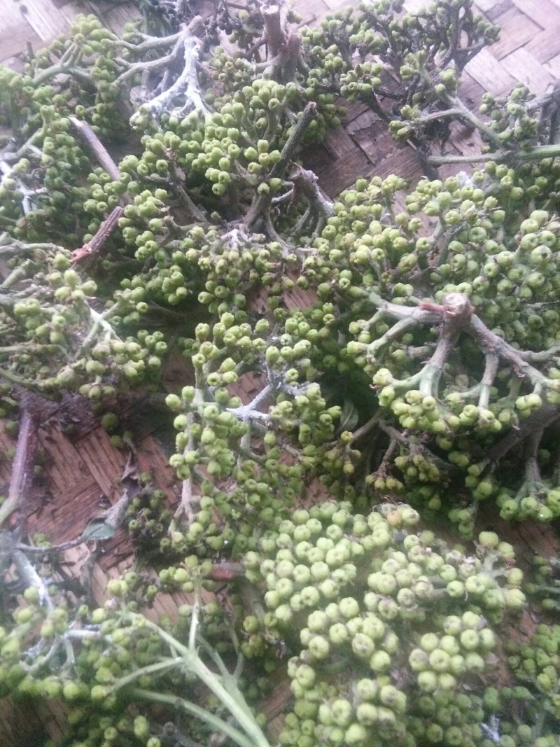 纯中花吴茱萸苗品种纯正高产货源充足价格美丽