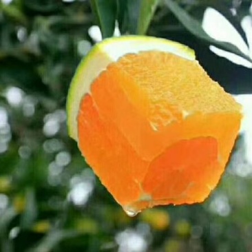 秭归脐橙果农直销，保质保量。