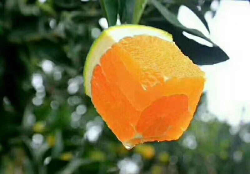 秭归脐橙果农直销，保质保量。