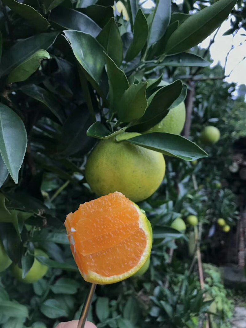 秭归脐橙果农直销，保质保量。