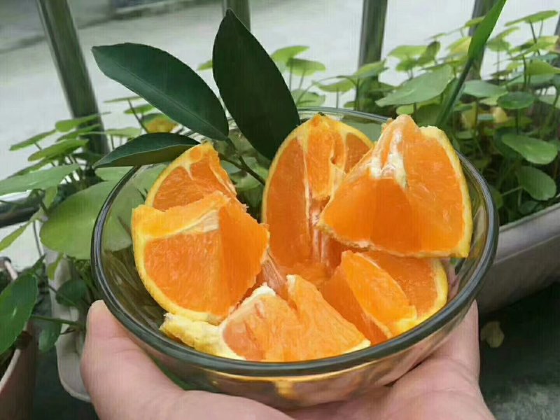 秭归脐橙果农直销，保质保量。
