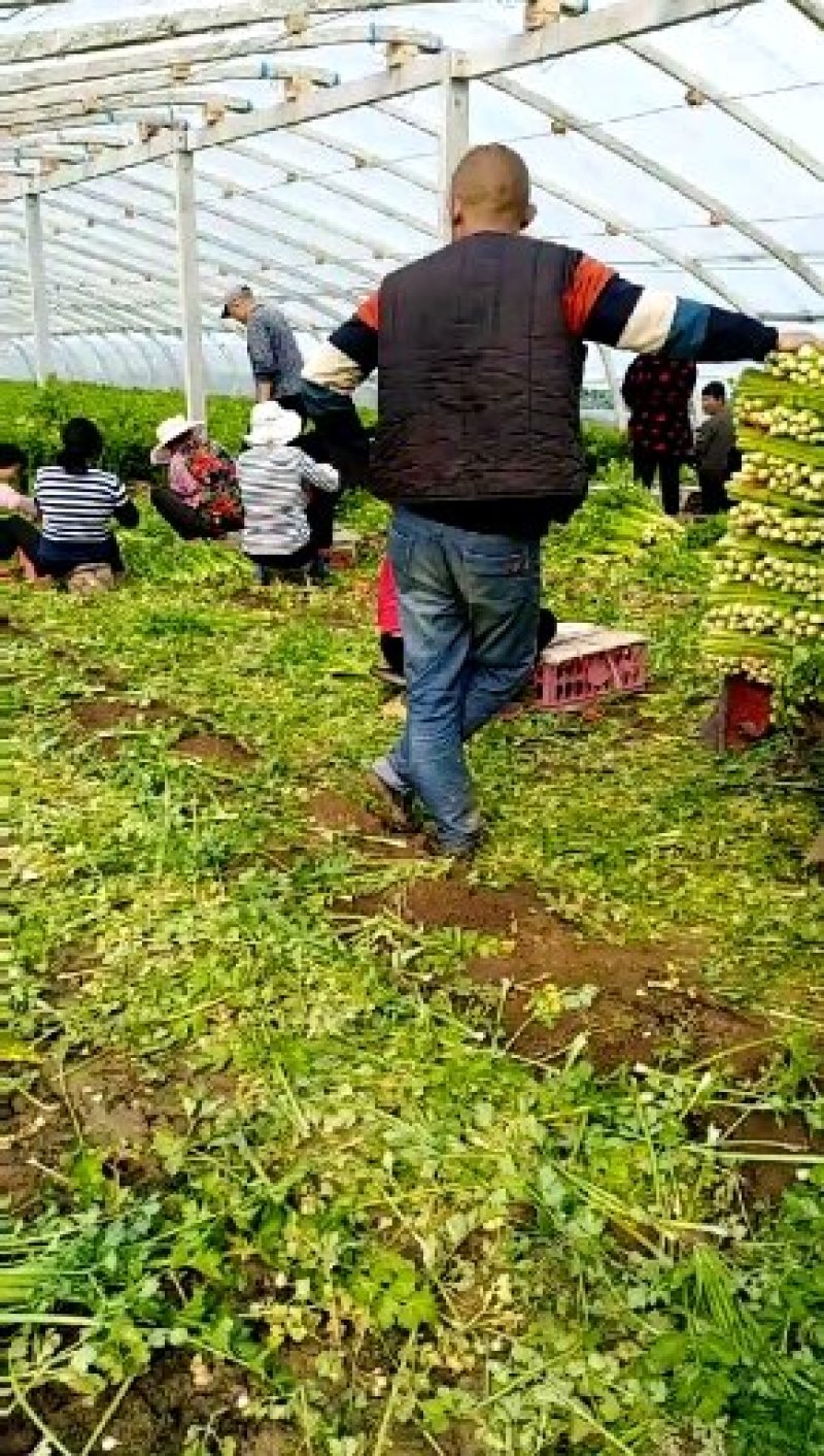西芹