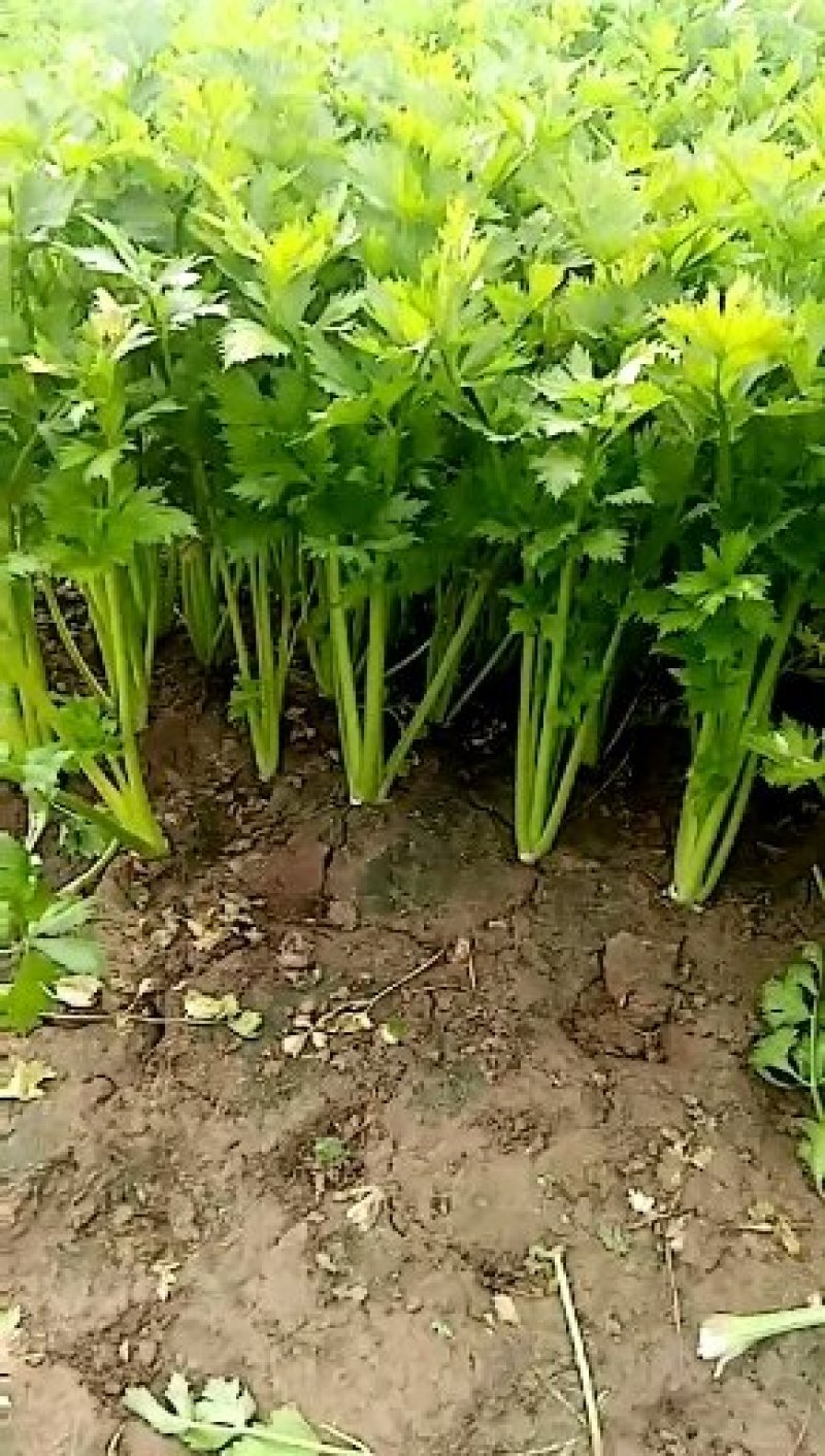 西芹