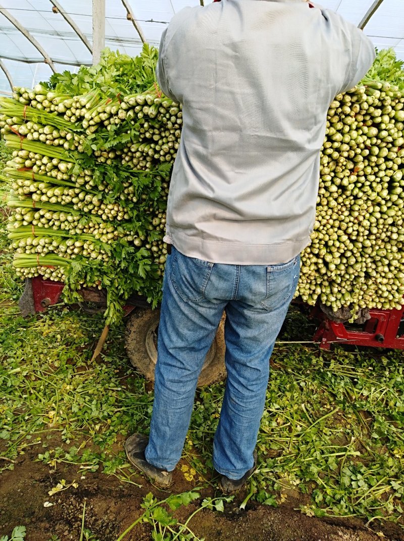 西芹