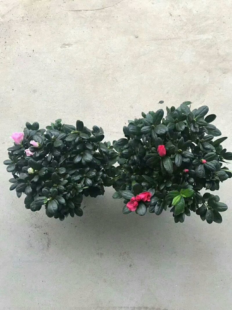 杜鹃