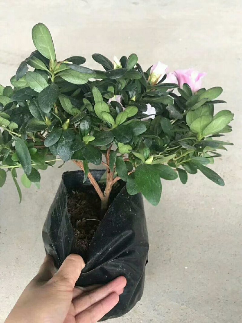 杜鹃