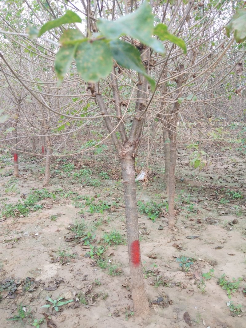 紫丁香丛生紫丁香3---5分支