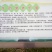 槟榔芋