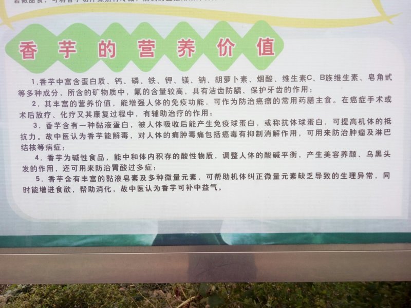 槟榔芋
