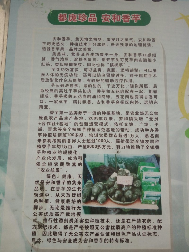 槟榔芋