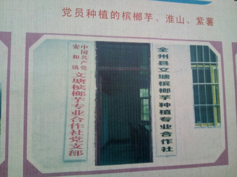 槟榔芋