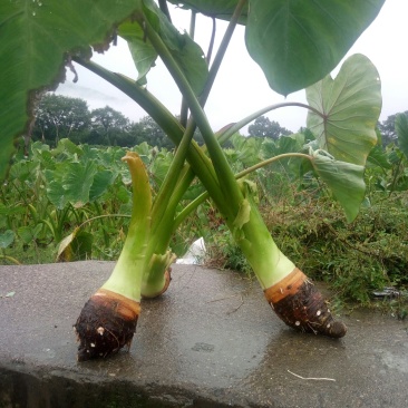 槟榔芋