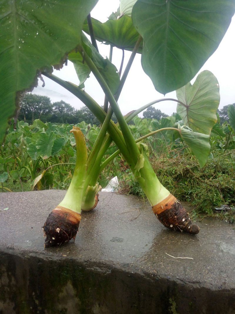槟榔芋