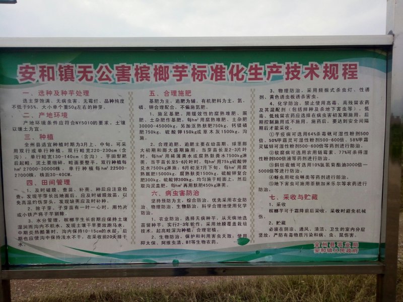槟榔芋