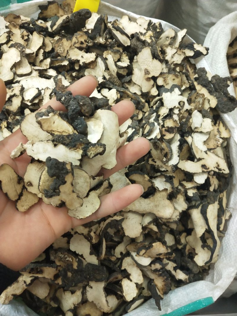 猪苓批发各种规格中药材